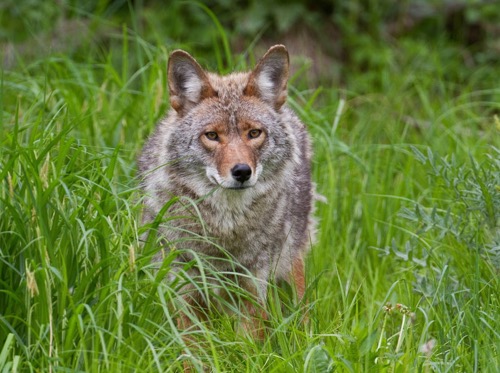 what does it mean when a coyote crosses your path 1