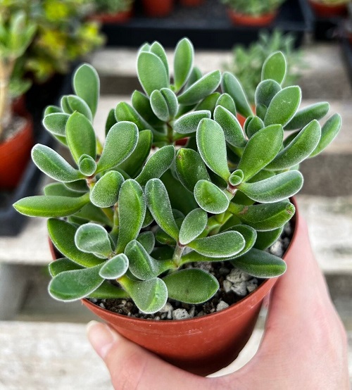 Succulents that Look Like Green Beans 13