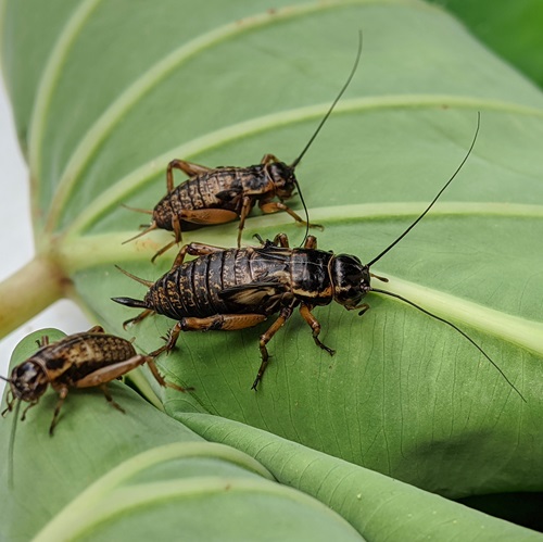 What Does It Mean When a Cricket Lands on You