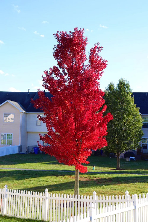 Trees With Red Leaves 3