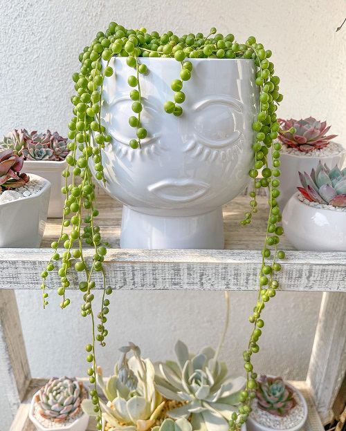 Succulents That Look Like Peas 5