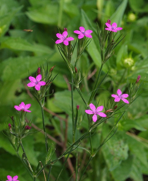 Pink Wildflowers 3