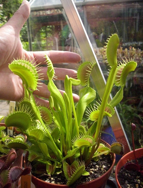 Giant Venus Fly Trap 7