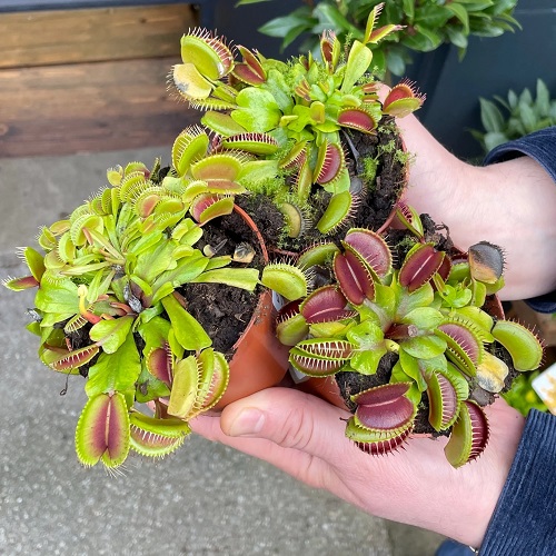 Giant Venus Fly Trap 5