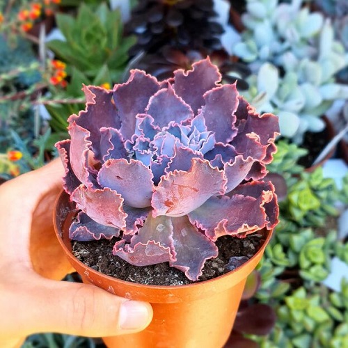 Succulent with Pink Edges 1