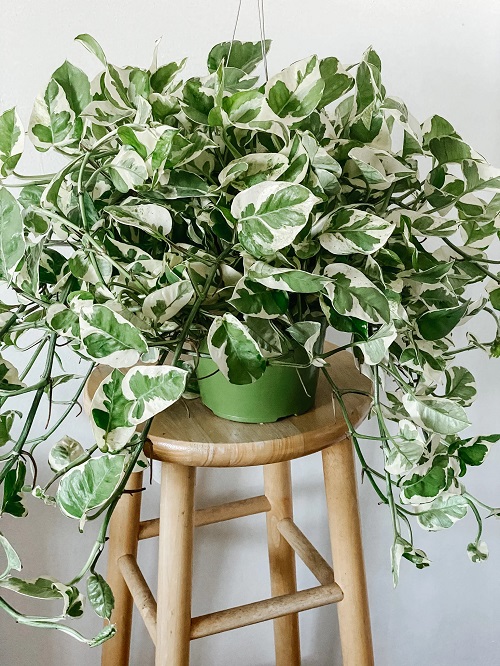 Variegated Pothos Plants 3