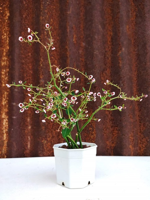 String of Stars Plant 5