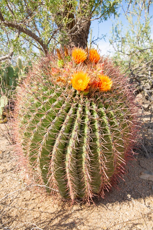 Spiny Succulents 7