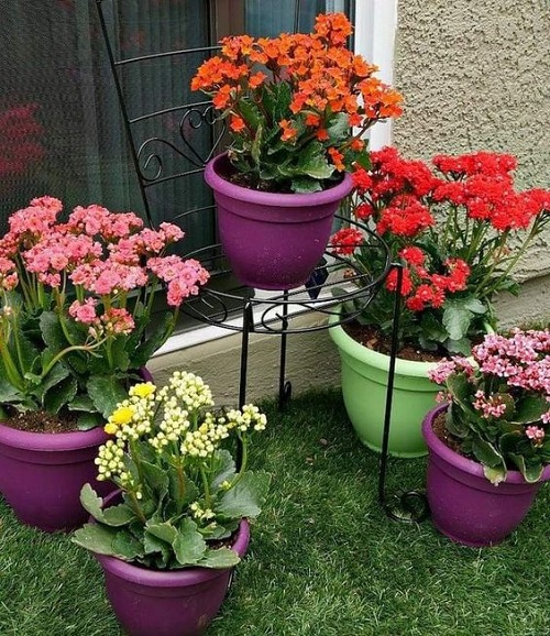 Flowering Kalanchoe Display Ideas 13