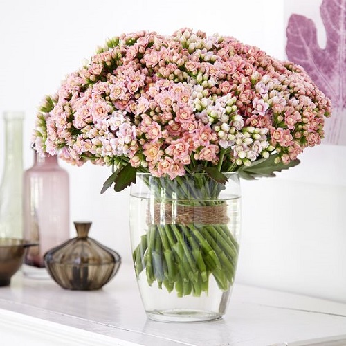 Flowering Kalanchoe Display Ideas 19