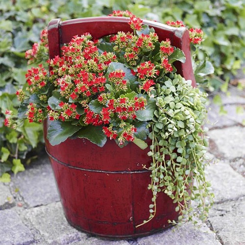 Flowering Kalanchoe Display Ideas 5