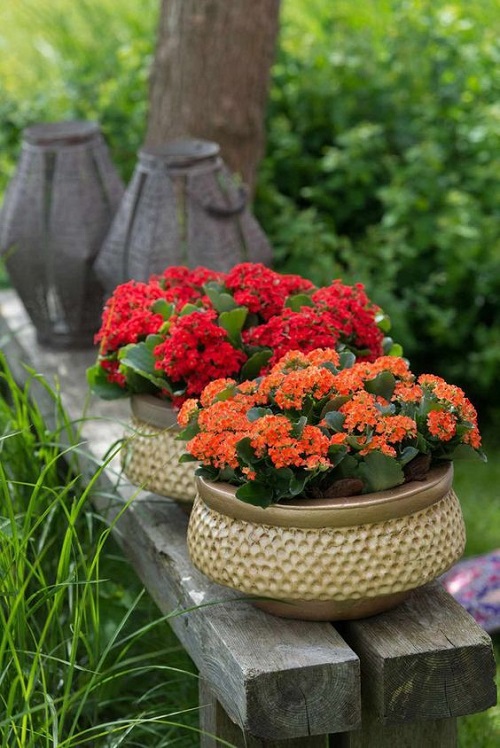 Flowering Kalanchoe Display Ideas 7