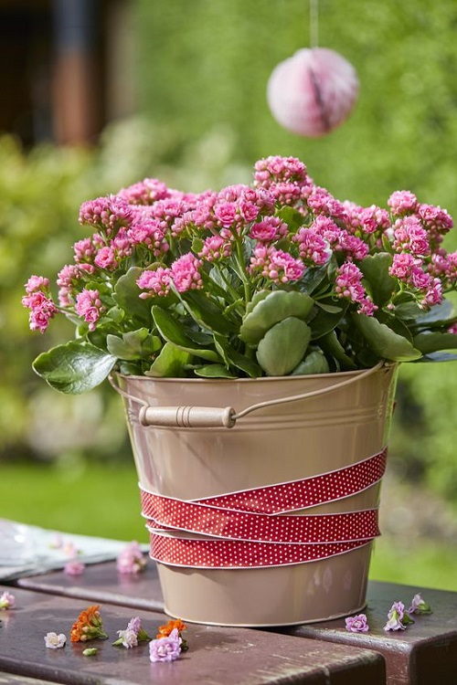 Flowering Kalanchoe Display Ideas 9