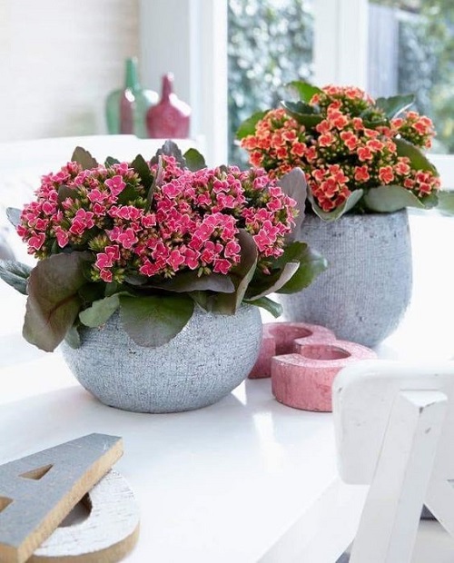 Flowering Kalanchoe Display Ideas 11