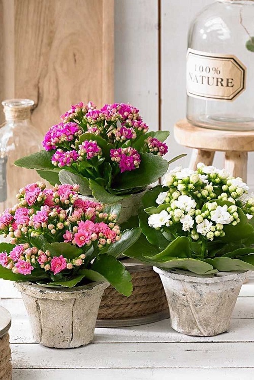 Flowering Kalanchoe Display Ideas 1