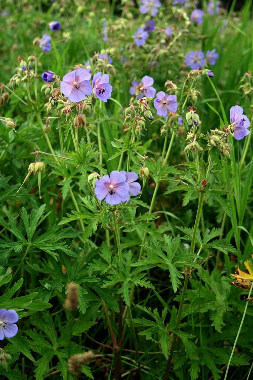 Blue Wild Flower 7