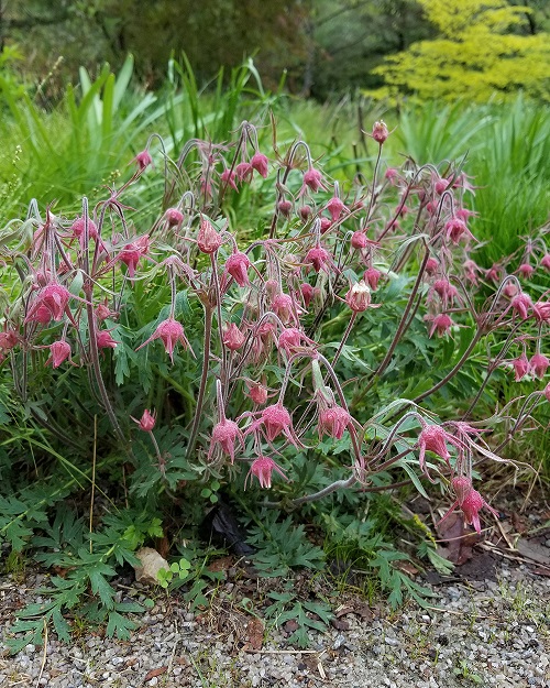 Pink Wildflowers 11