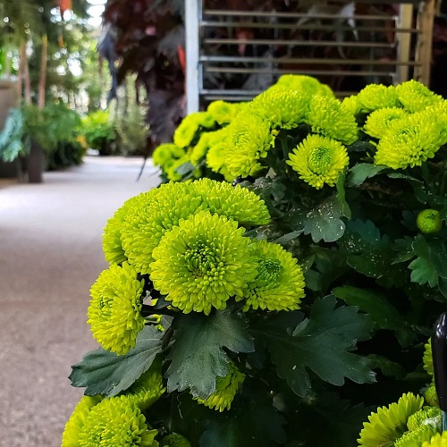 Green Chrysanthemum Varieties