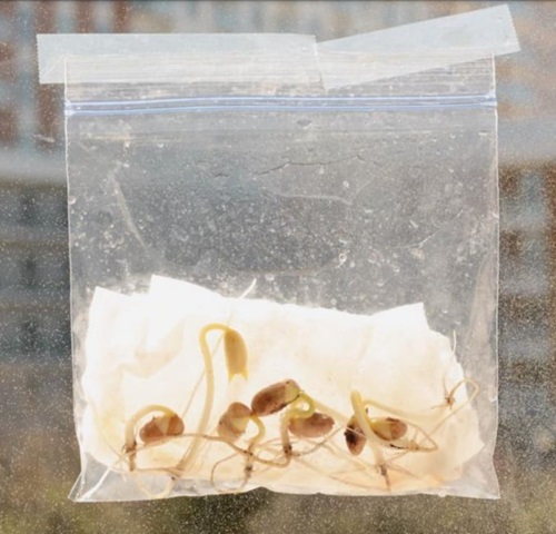 Ziplock Bag Uses in Garden 9