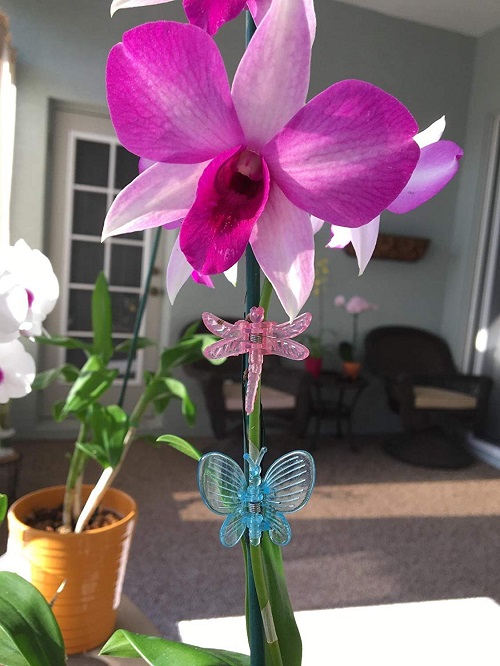 Hair Clippings as a Flower Bloom Fertilizer