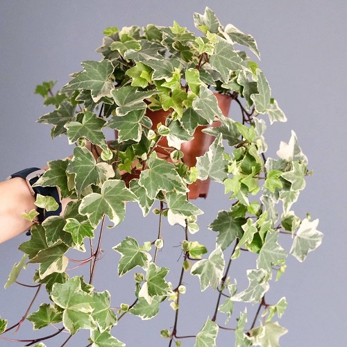 English Ivy Varieties 7