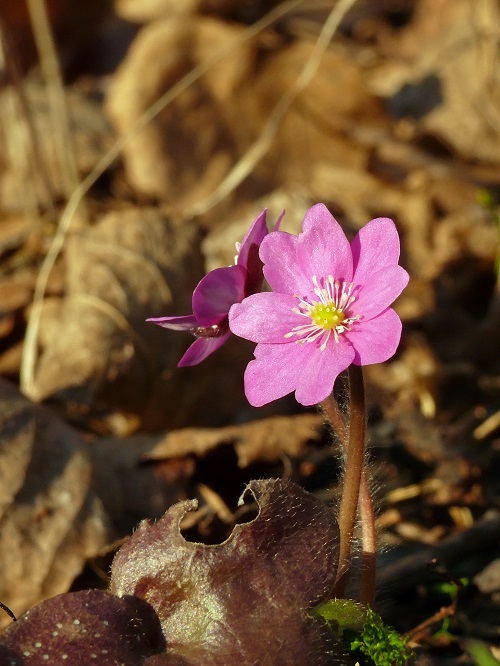 Pink Wildflowers 13