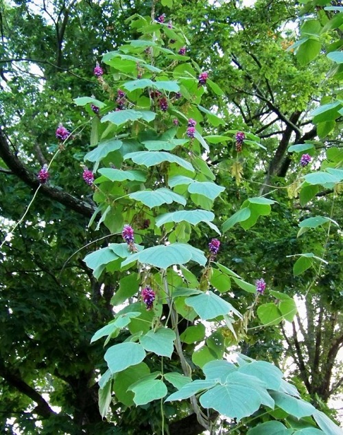  Vines that Kill Trees 3