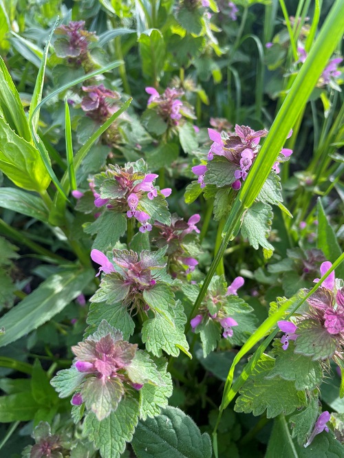 Purple Flower Weeds 1