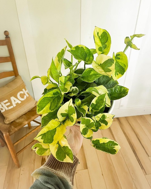 Lemon Meringue Pothos 1