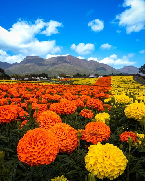 Marigold Flower Meaning and Symbolism