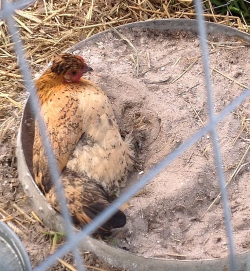 Chicken Dust Bath 13