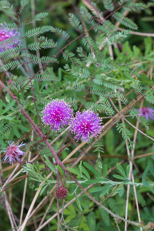 Pink Wildflowers 9