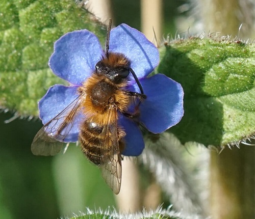 Different Types of Bees 7