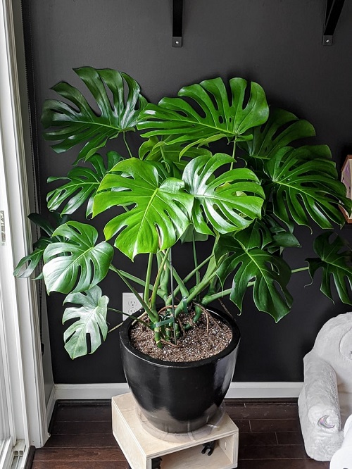 Monstera Plant Benefits 9