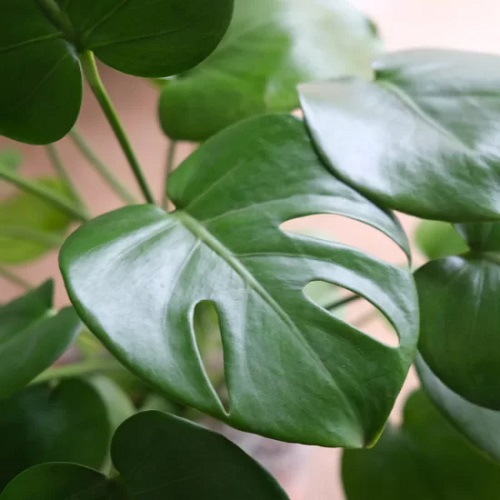 Why Do Monstera Leaves Split