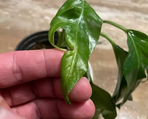 Pothos Leaves Curling 5