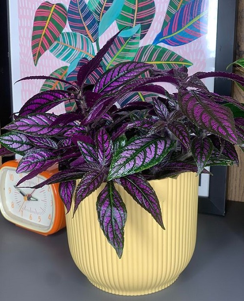 Houseplants of Unusual Colors 1