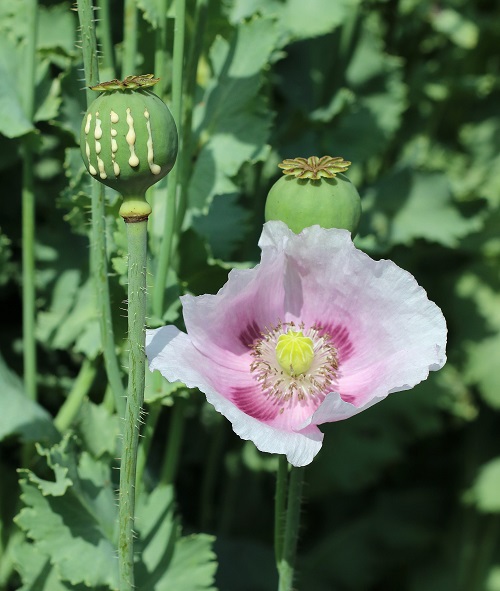 Flowers that Grow from Petals 1