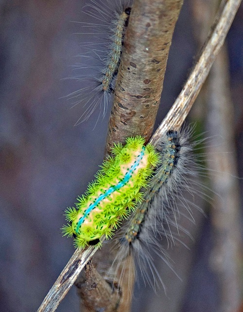 Are Big Green Caterpillars Poisonous 11