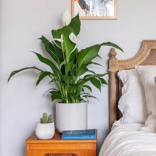 Houseplants using for a Restful Sleep 7