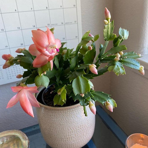 Types of Christmas Cactus Varieties 7