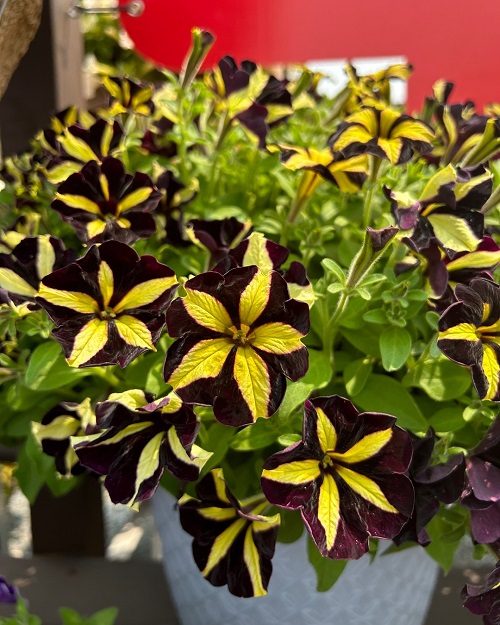 Black Petunia 5