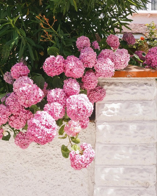 Pink Hydrangea 1