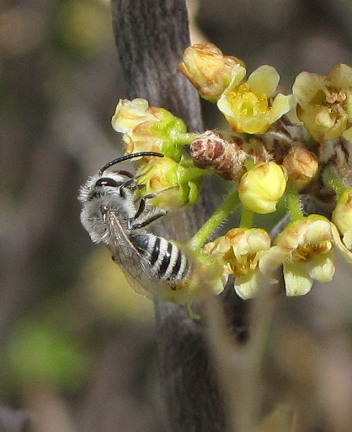 Different Types of Bees 19