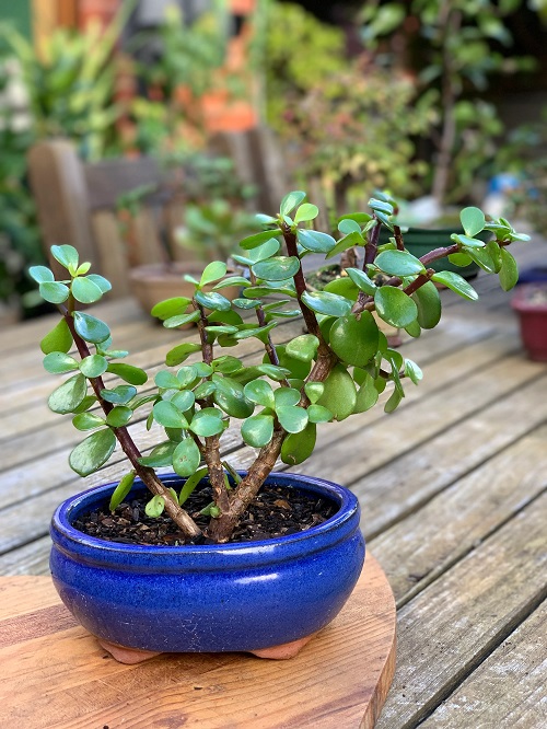 Succulents That Looks Like Jade Plant 1