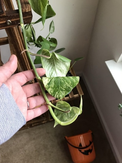 Pothos Leaves Curling 1