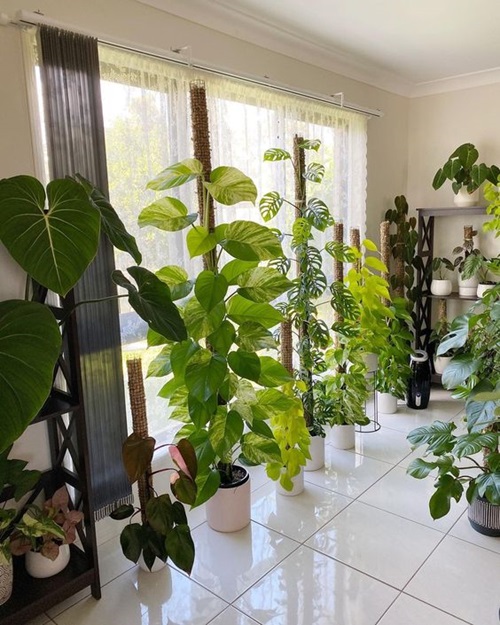 Pothos curtain ideas 1