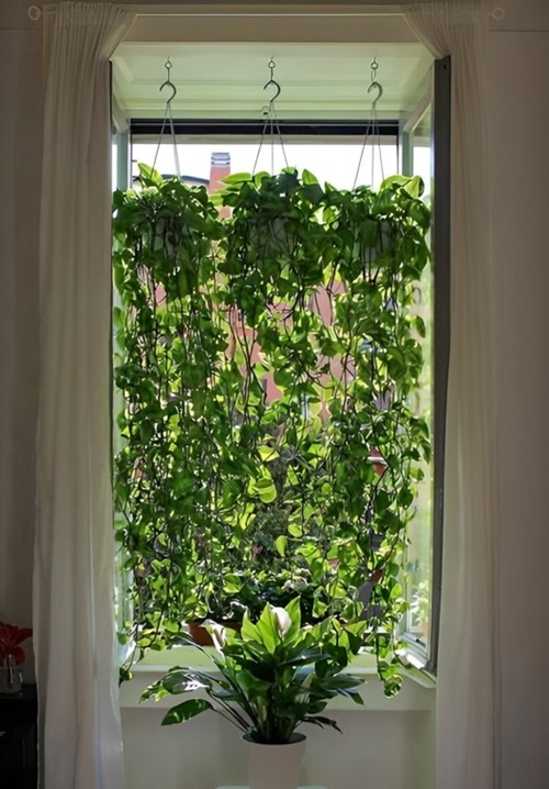 Pothos curtain ideas 11