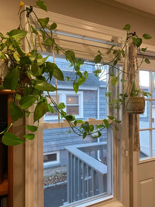 Pothos curtain ideas15