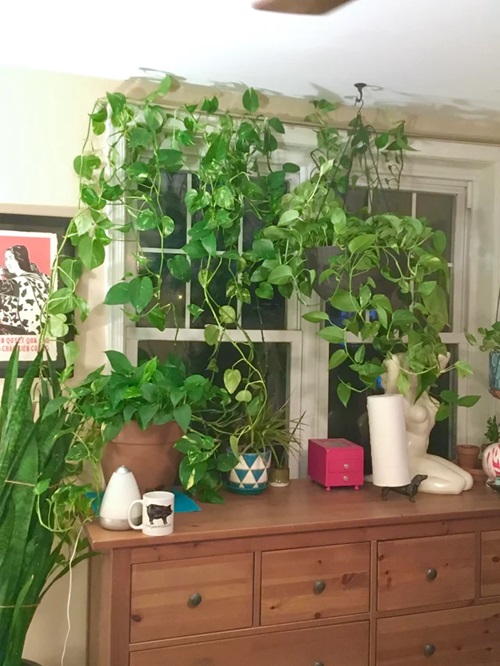 Pothos curtain ideas5